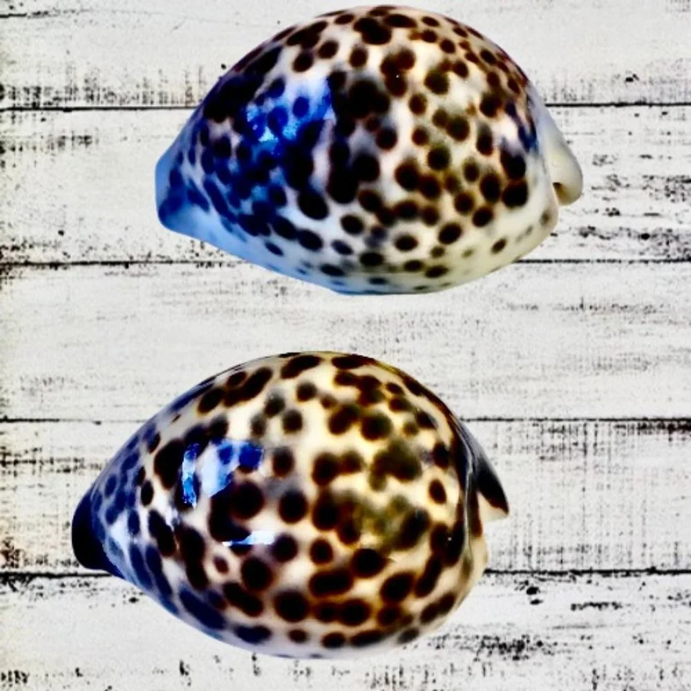 N/A tiger cowrie